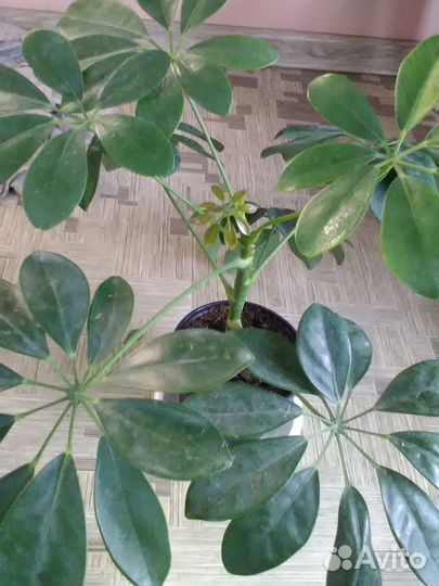 Комнатные растения