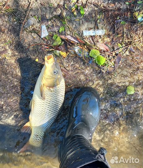 Свежая рыба карп