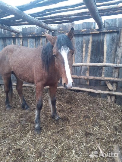 Продам лошадь