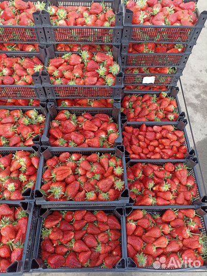 Клубника свежая, Манго