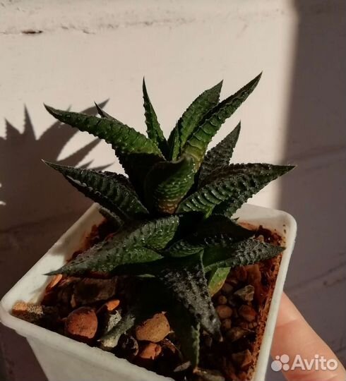 Хавортия лимифолия суккулент