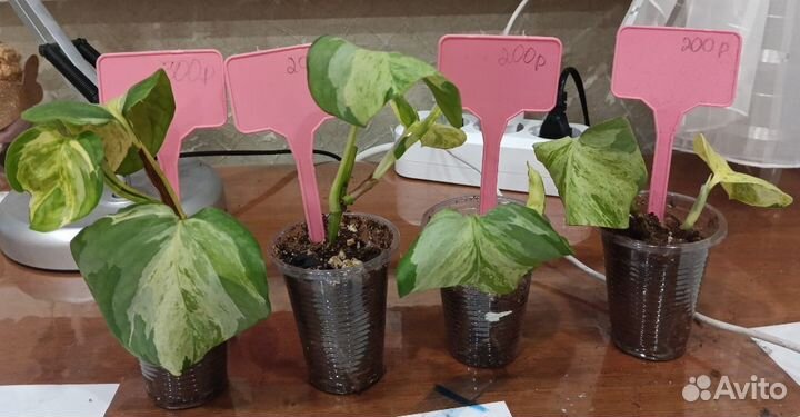 Эпипремнумы