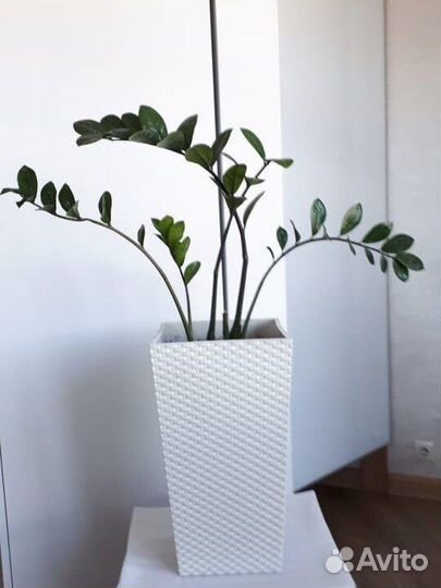 Замиокулькас, фикус, щучий хвост, сансевиерия