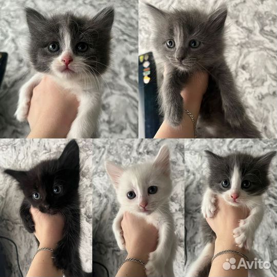Кошки в добрые руки