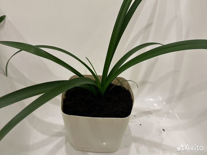 Гиппиаструм лилия домашняя комнатные цветы