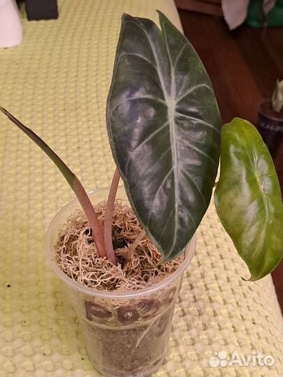 Алоказия розовый дракон