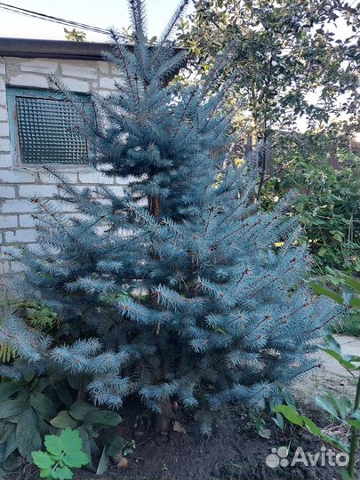 Голубые ели