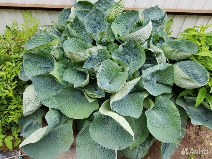 Хосты в ассортименте