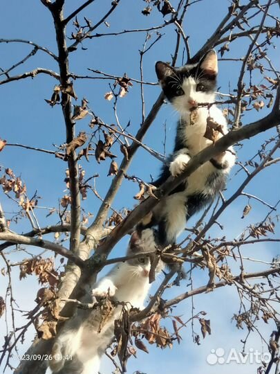 Котята в добрые руки