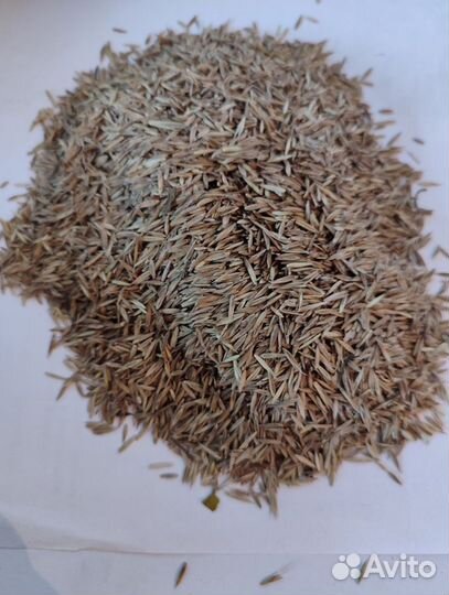 Семена Райграс пастбищный