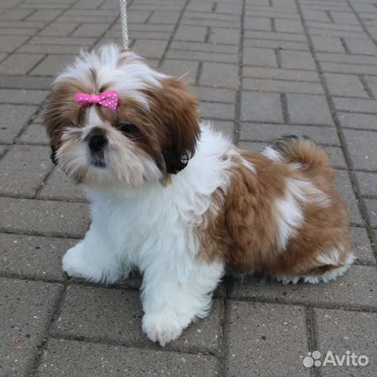 Милые шитцу