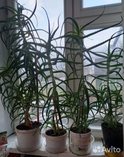 Алоэ столетник