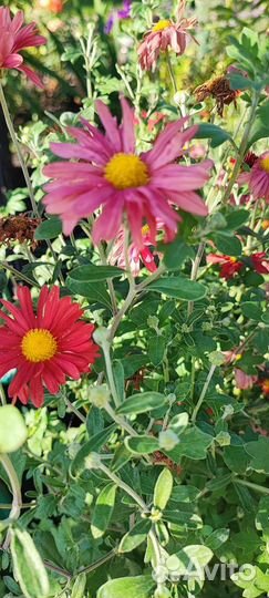 Петрушка свежая,Цветок Декабрист