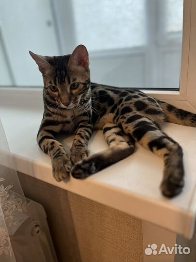 Бенгальская кошка