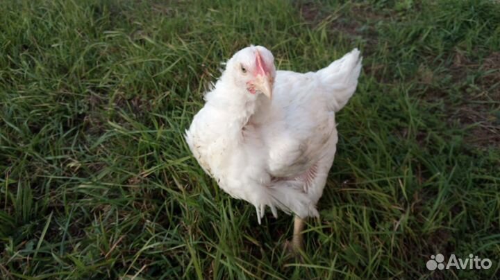Мясо домашней курицы из деревни