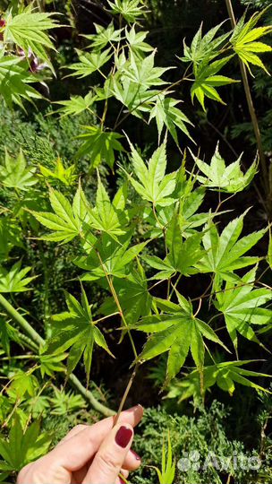 Клен япон. атеропурпуреа,гарнет,катсура,пальматум