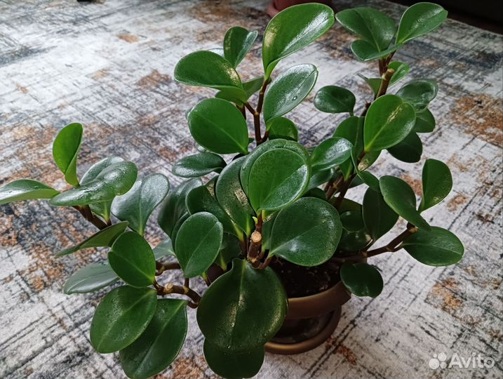 Цветы комнатные