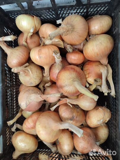 Посадочный Лук-Шалот, Лук репчатый на еду