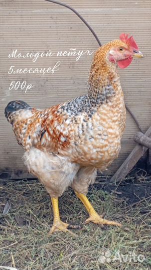 Молодые петушки