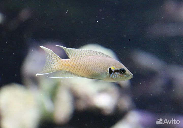 Стеатокранус Львиноголовая мирная цихлида, Бурунди