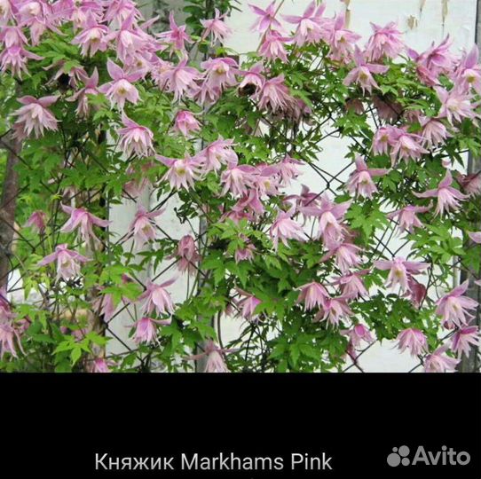 Княжики (клематисы)