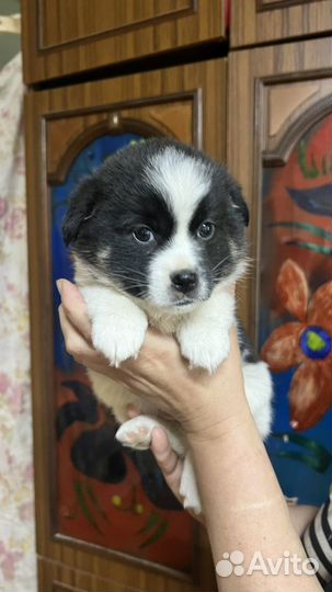 Щенки в добрые руки