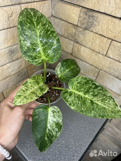 Филодендрон гигантум вариегатный
