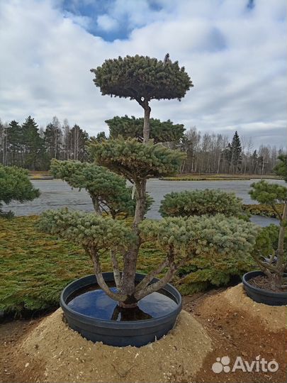 Бонсай сосна