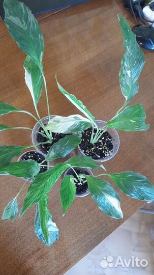 Спатифиллум вариегатный даймонд