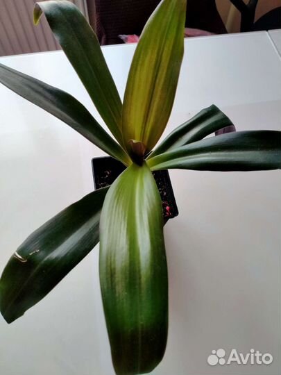 Рэо пестрый