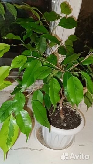 Фикус Бенджамина Голден Моник