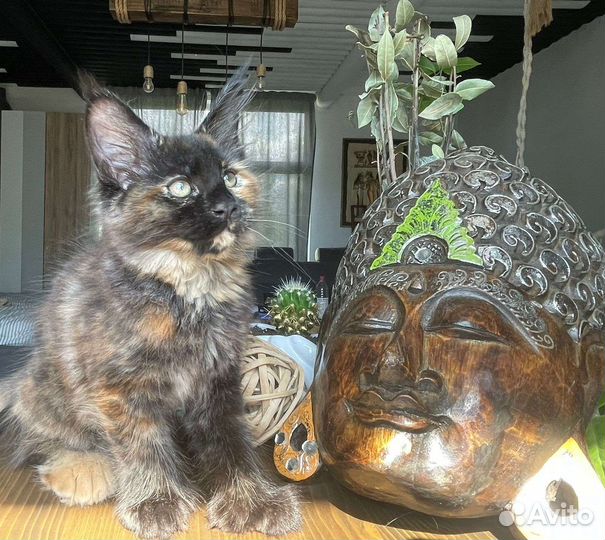 Котята мейн-кун