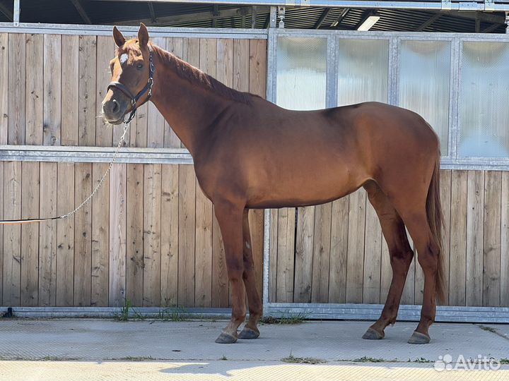 Буденновская кобыла 2019