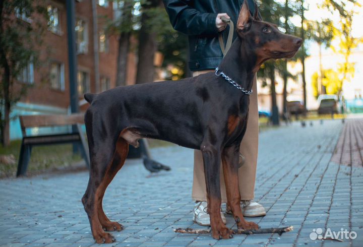 Фотосессия с доберманом