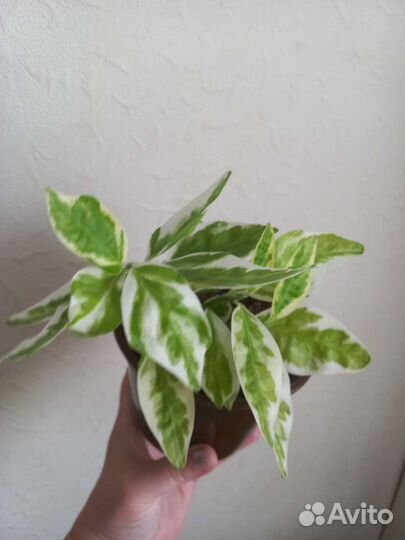 Плектрантус