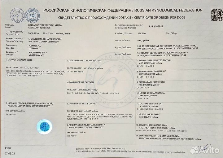 Вязка лабрадор бесплатно