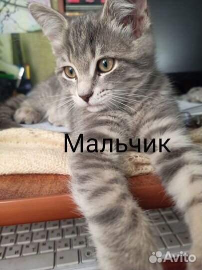 Подарите себе пушистый комочек счастья