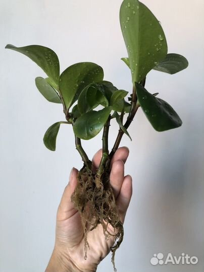 Пеперомия туполистная