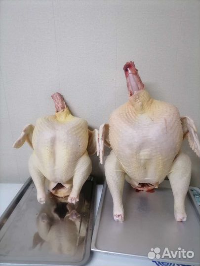 Мясо домашней индейки