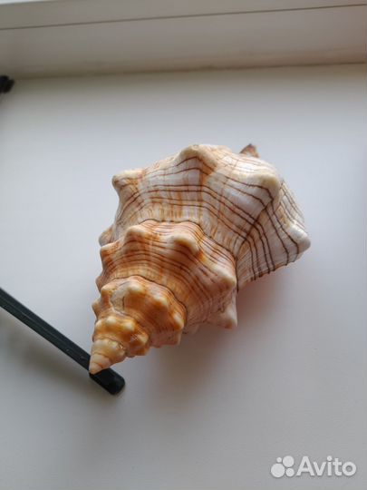 Продам ракушку с Красного моря