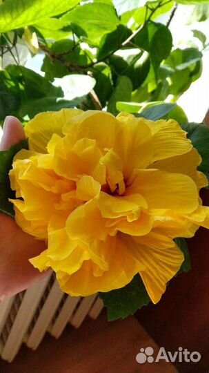 Гибискус сорт Koenig