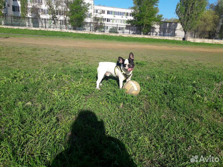 Собака. Вязка