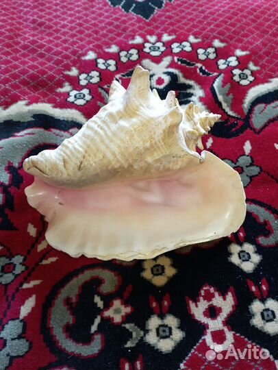 Ракушки для аквариума