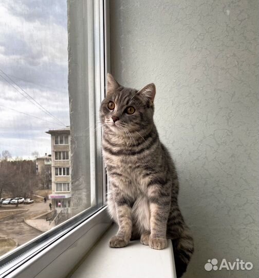 Британский кот