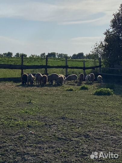 Продам овец