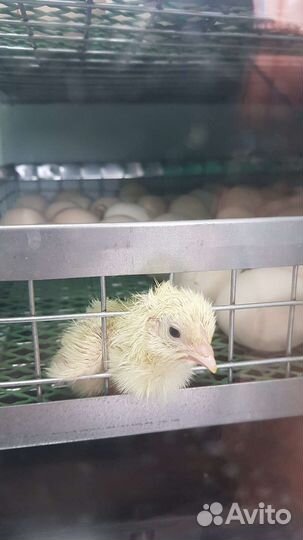 Цыплята бройлеры кобб 500