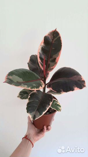 Фикус каучуконосный эластика Белиз и Тинеке