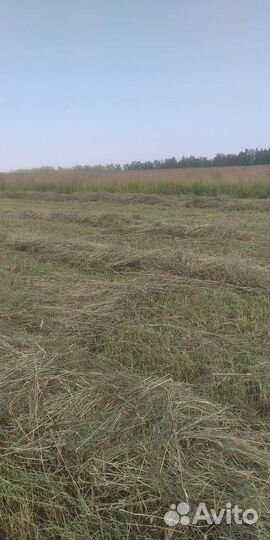 Сено в рулонах