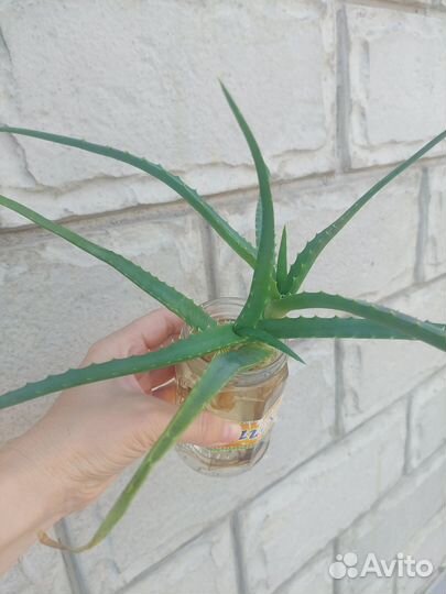 Алоэ столетник