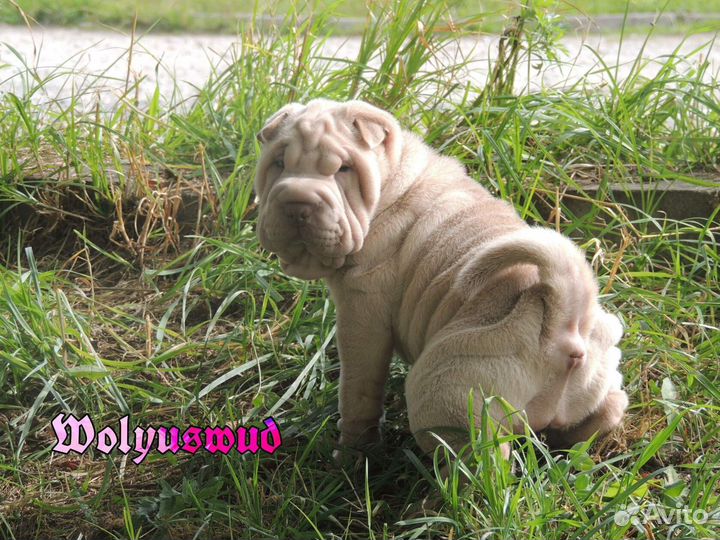 Щенки шарпей карамелька Чироки Леди Блюз